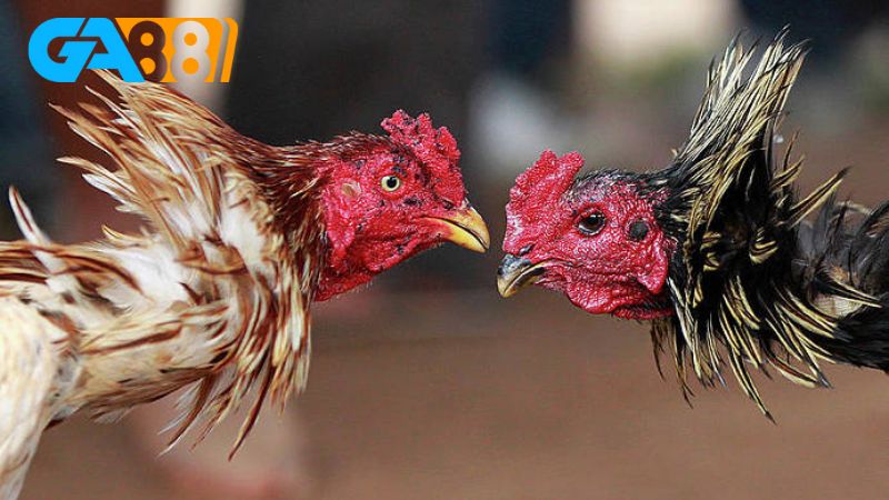 Các loại hình đá gà 88VN vô cùng phong phú