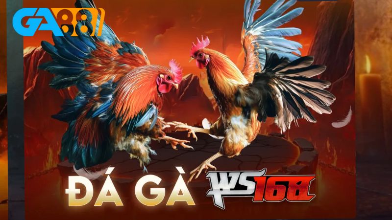 Tìm hiểu kinh nghiệm chơi đá gà 88VN hiệu quả