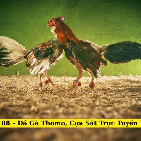 Đá Gà 88 – Đá Gà Thomo, Cựa Sắt Trực Tuyến Uy Tín