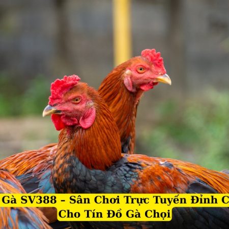 Đá Gà SV388 – Sân Chơi Trực Tuyến Đỉnh Cao Cho Tín Đồ Gà Chọi