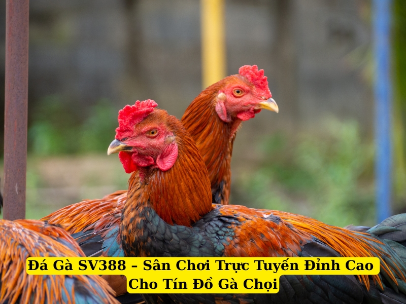 đá gà sv388 sân chơi trực tuyến đỉnh cao cho tín đồ gà chọi