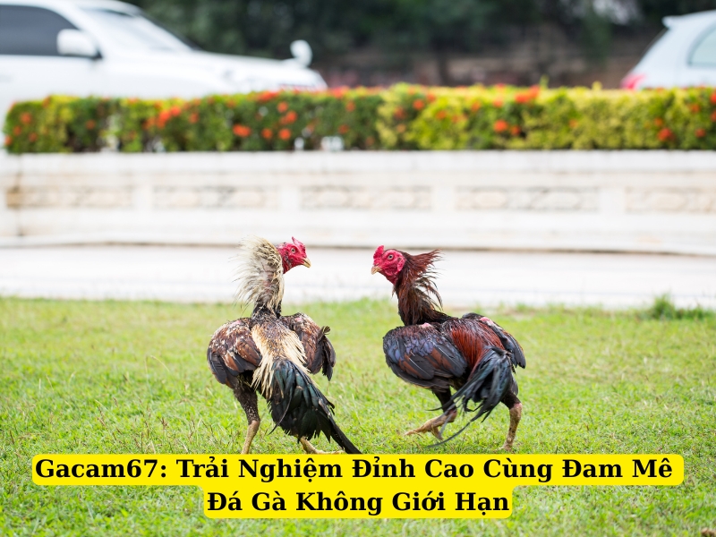 gacam67 trải nghiệm đỉnh cao cùng đam mê đá gà không giới hạn
