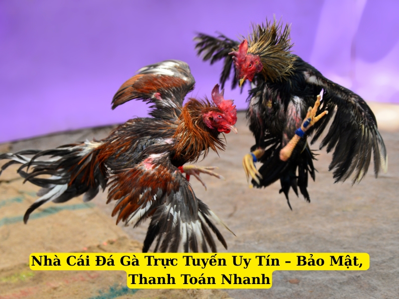 nhà cái đá gà SV388 uy tín bảo mật, thanh toán nhanh