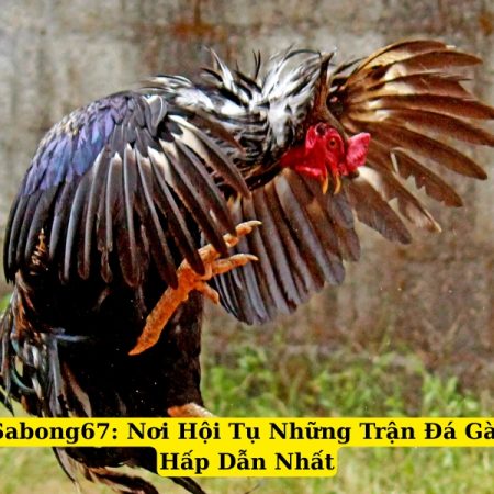 Sabong67: Nơi Hội Tụ Những Trận Đá Gà Hấp Dẫn Nhất