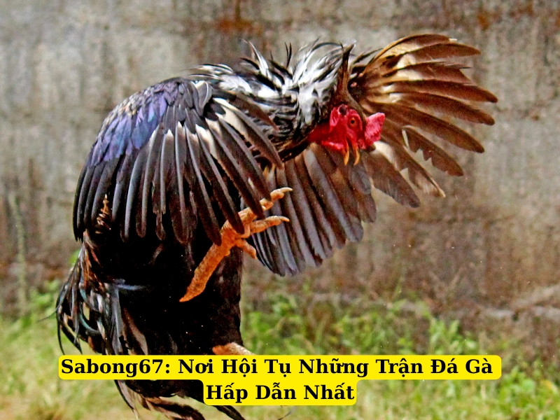 sabong67 nơi hội tụ những trận đá gà hấp dẫn nhất