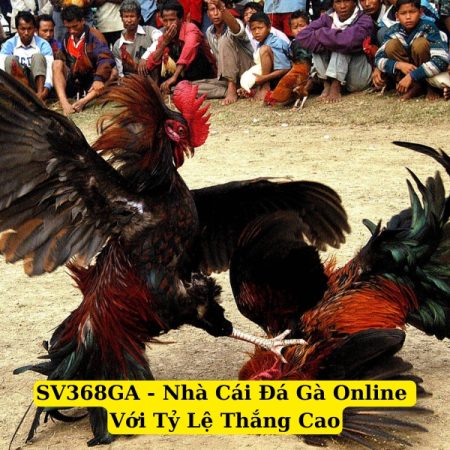 SV368GA – Nhà Cái Đá Gà Online Với Tỷ Lệ Thắng Cao