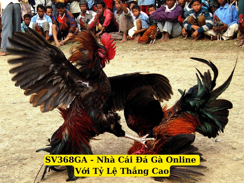 sv368ga nhà cái đá gà online với tỷ lệ thắng cao