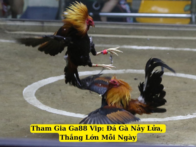 tham gia ga88 vip đá gà nảy lửa, thắng lớn mỗi ngày