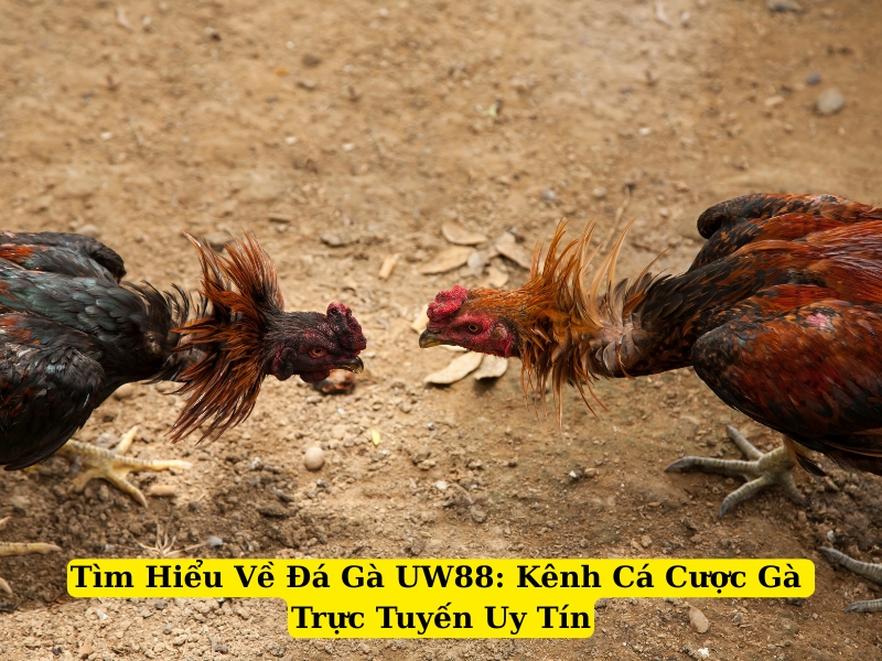 tìm hiểu về đá gà uw88: kênh cá cược gà trực tuyến uy tín
