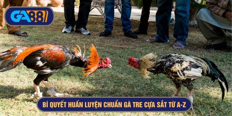 bí quyết huấn luyện gà tre đá cựa sắt
