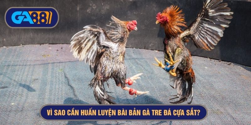 huấn luyện gà tre đá cựa sắt
