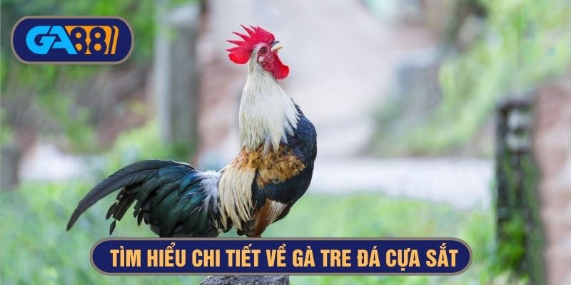 gà tre đá cựa sắt